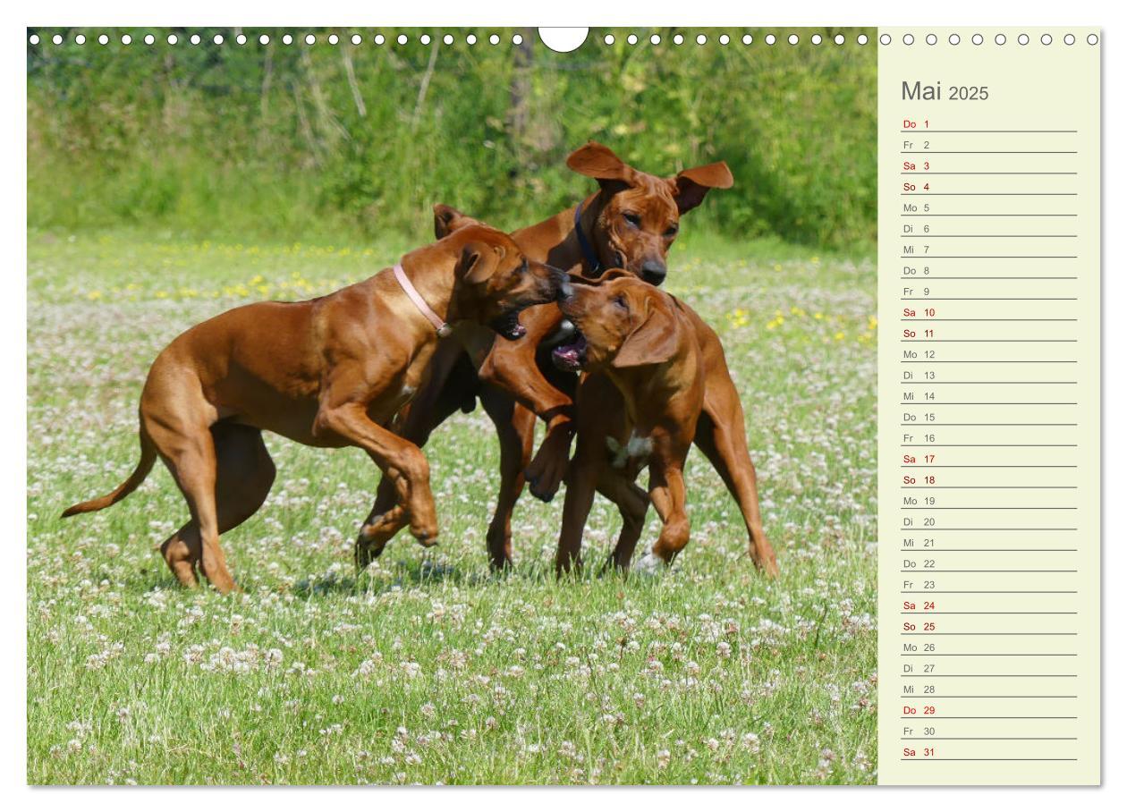 Bild: 9783383937415 | Rhodesian Ridgeback - Jung, wild, zuckersüß (Wandkalender 2025 DIN...