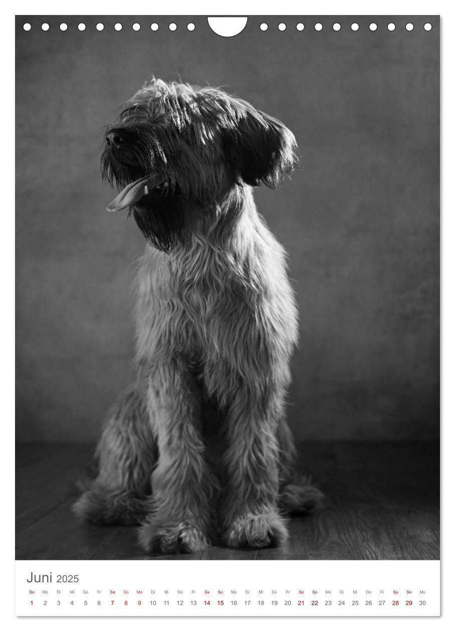 Bild: 9783435999491 | Fine Art Hundeportraits (Wandkalender 2025 DIN A4 hoch), CALVENDO...