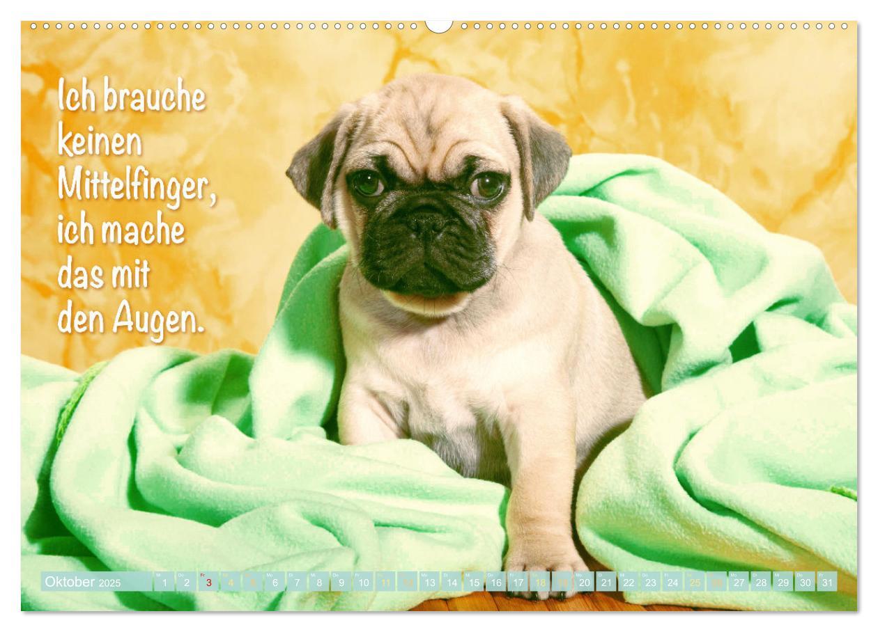 Bild: 9783435070466 | Der Mops: Nicht klein, sondern aufs Wesentliche reduziert. Edition...