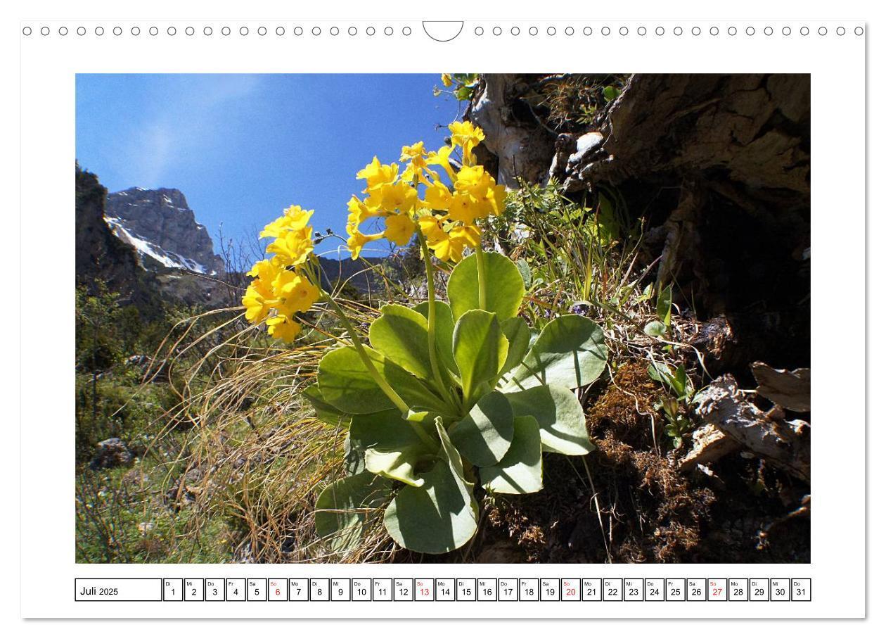 Bild: 9783435599141 | Alpenblumen. Bunte Welt in luftiger Höhe (Wandkalender 2025 DIN A3...