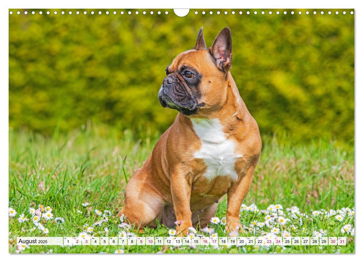 Bild: 9783457178058 | Kleine Helden - Französische Bulldoggen (Wandkalender 2025 DIN A3...