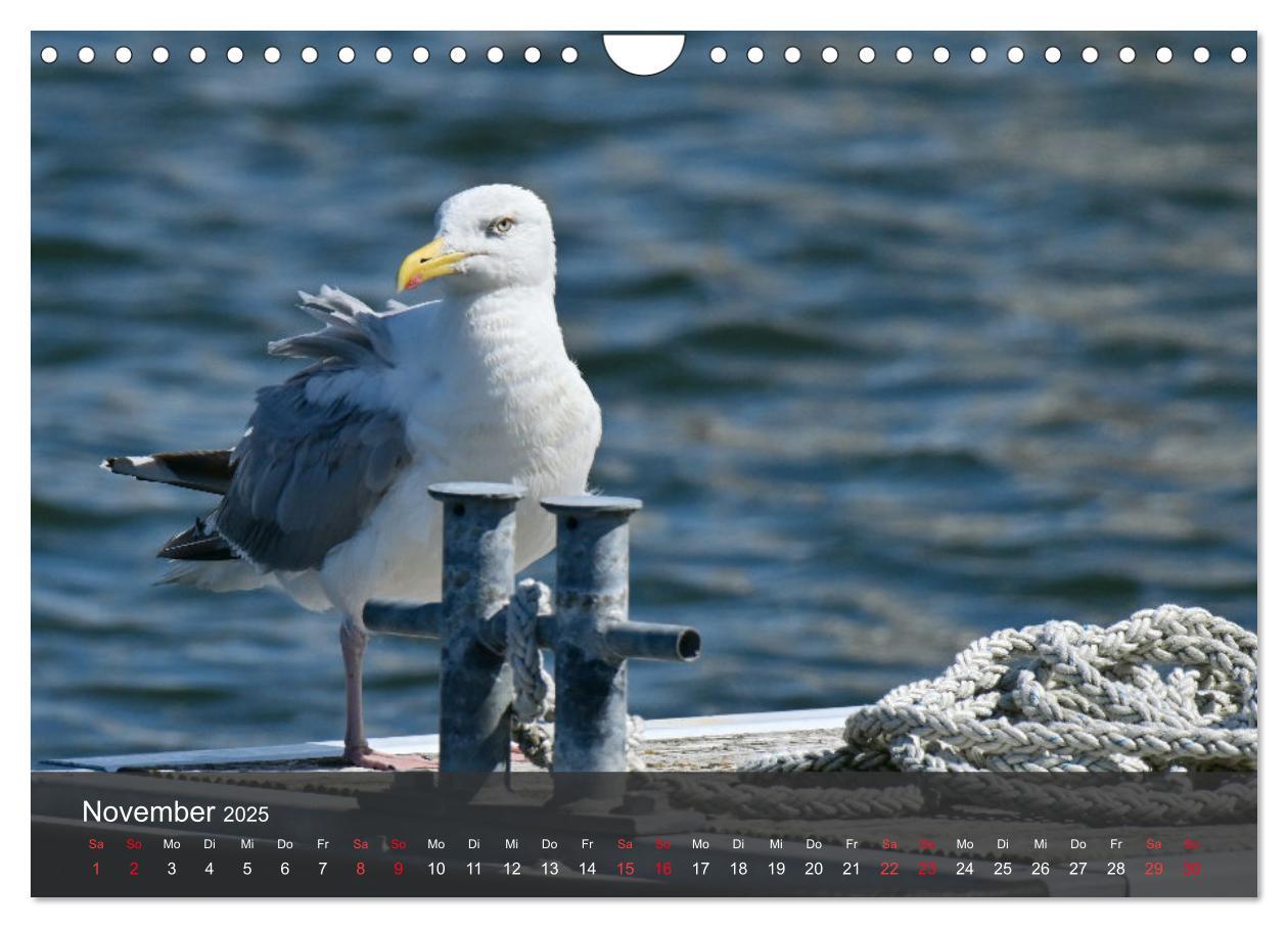 Bild: 9783383926334 | Strand und Küste - Möwen (Wandkalender 2025 DIN A4 quer), CALVENDO...