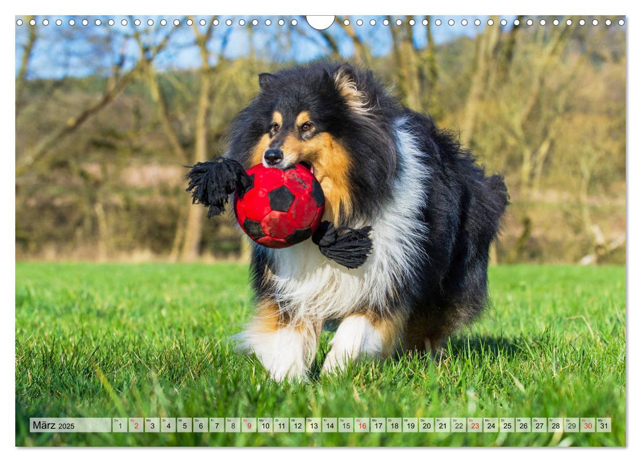 Bild: 9783435312146 | Collie - Das Glück hat 4 Pfoten (Wandkalender 2025 DIN A3 quer),...