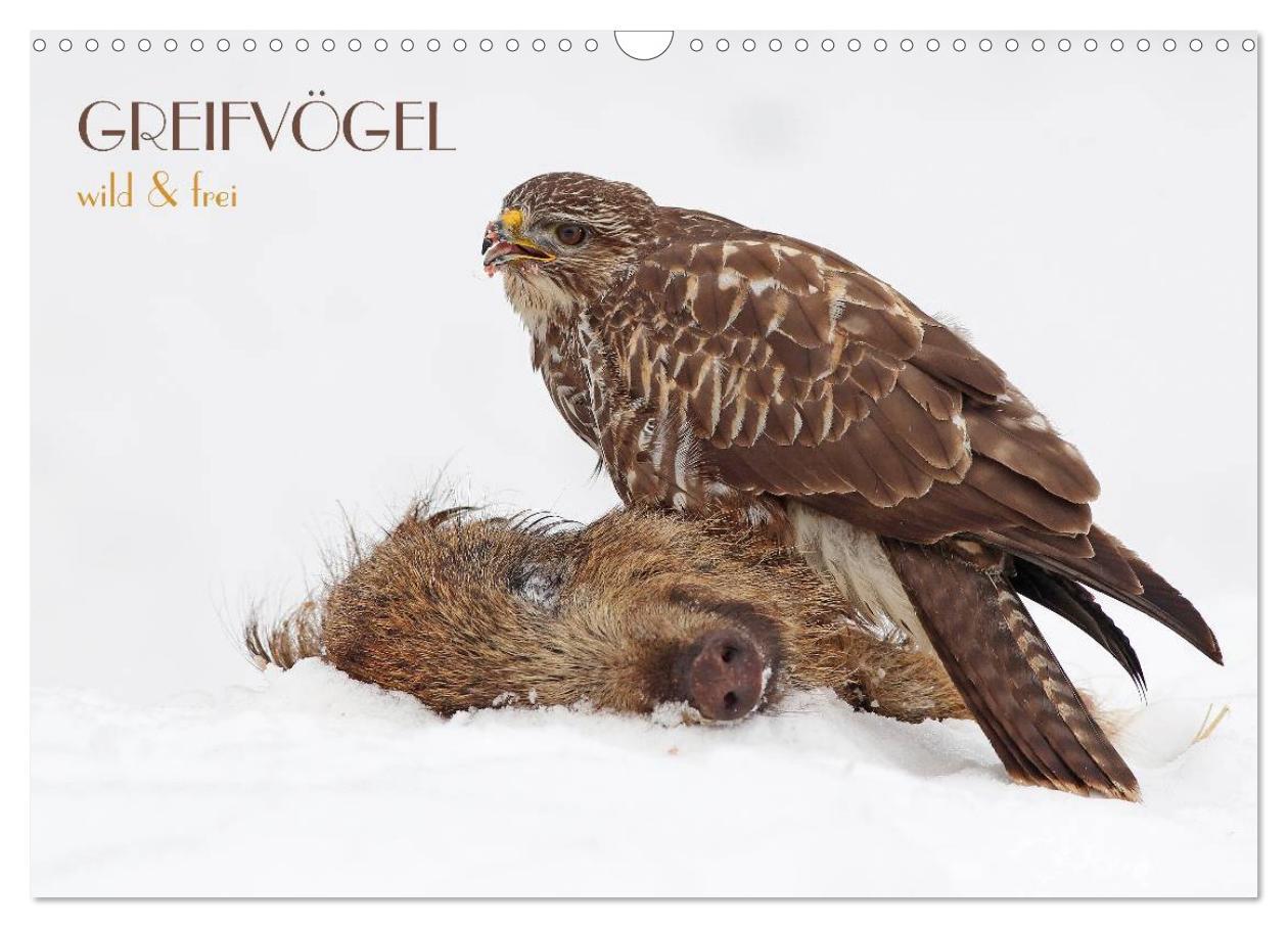 Cover: 9783435821457 | GREIFVÖGEL wild &amp; frei (Wandkalender 2025 DIN A3 quer), CALVENDO...