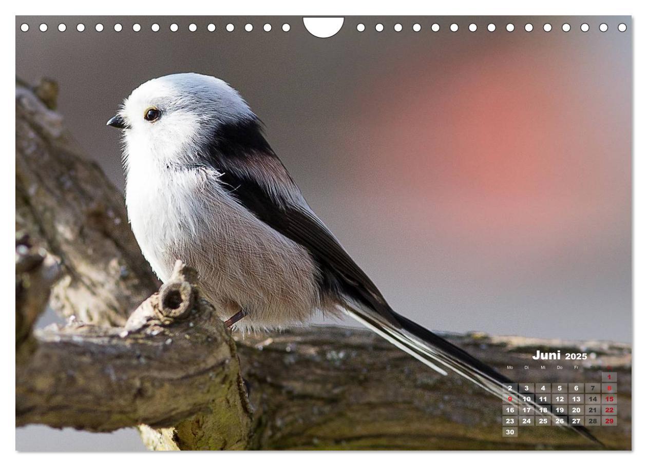 Bild: 9783435729210 | NATUR PUR - Singvögel ganz nah (Wandkalender 2025 DIN A4 quer),...