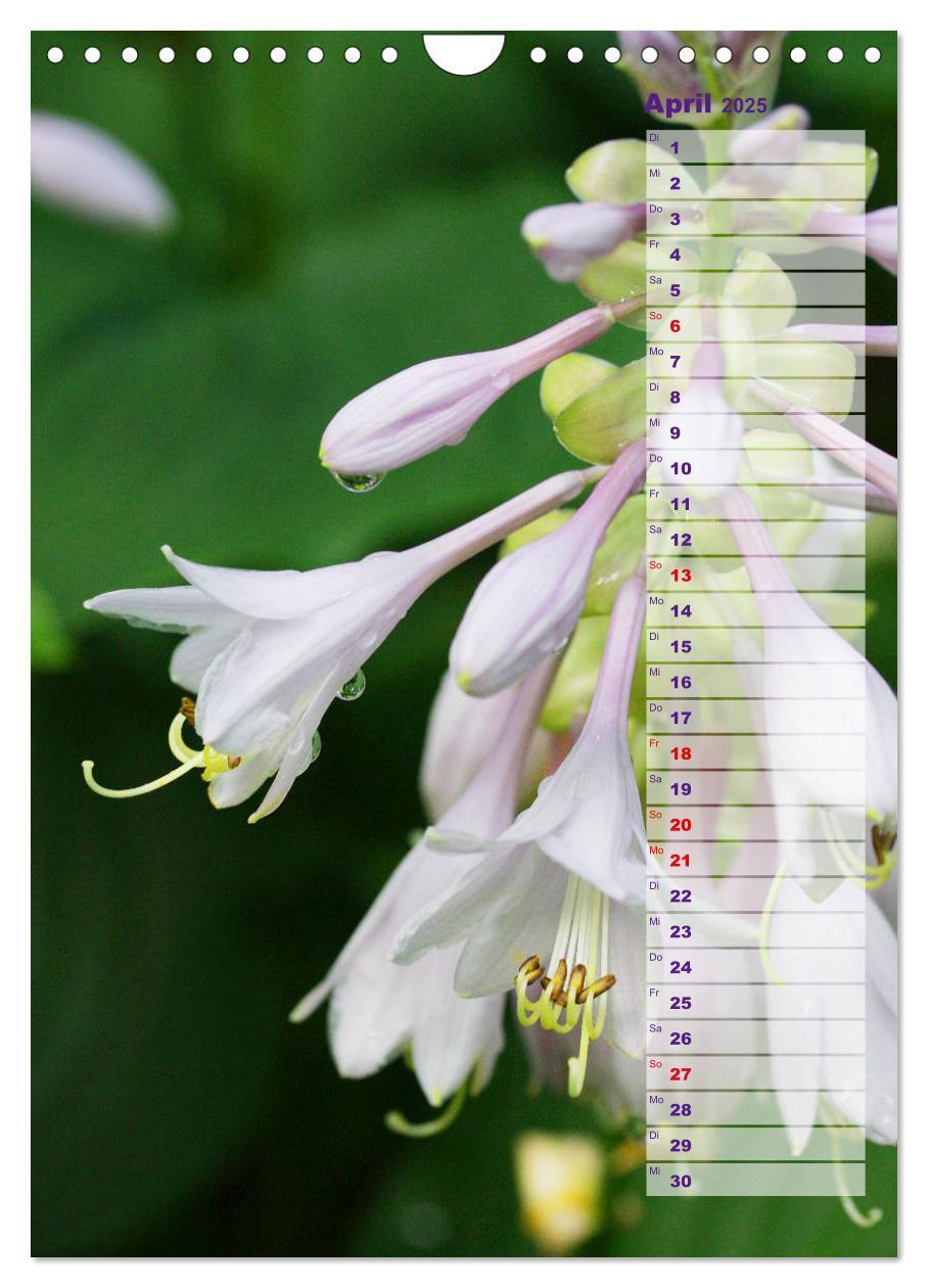 Bild: 9783435974887 | Hostas Herzblattlilien Funkien (Wandkalender 2025 DIN A4 hoch),...