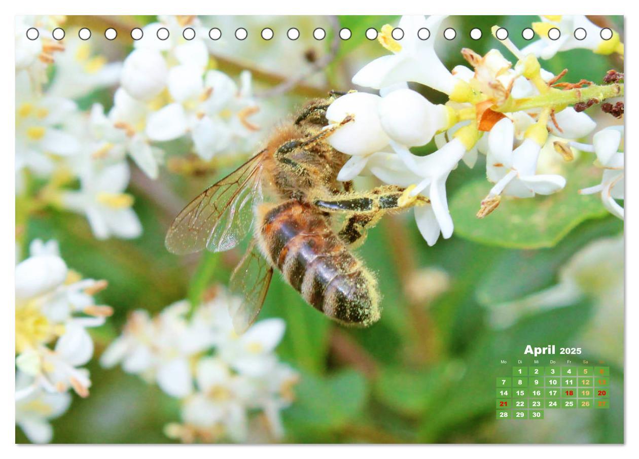 Bild: 9783435124435 | Ein Leben für den Honig - Bienen und Imker (Tischkalender 2025 DIN...