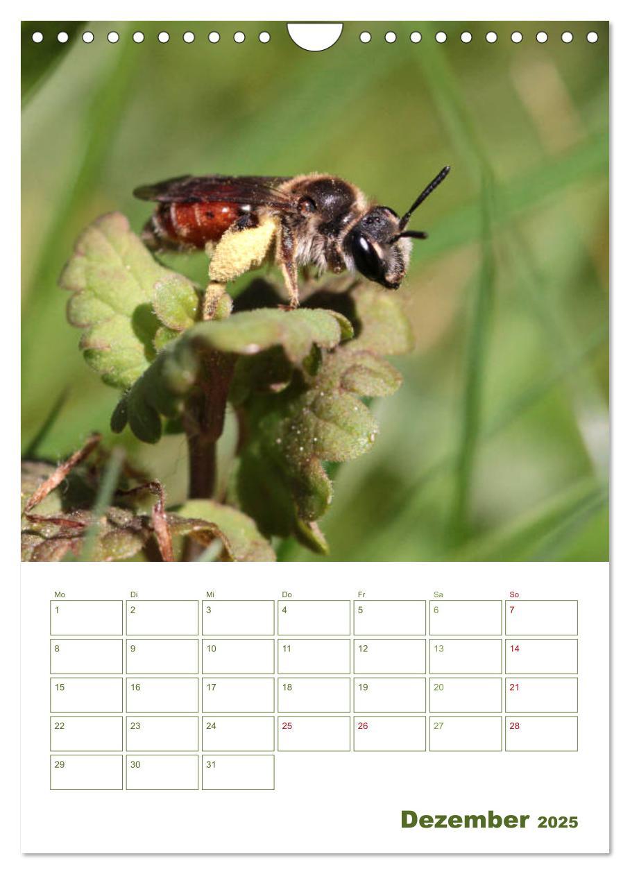 Bild: 9783457002001 | Wildbienen-Terminplaner 2025 (Wandkalender 2025 DIN A4 hoch),...