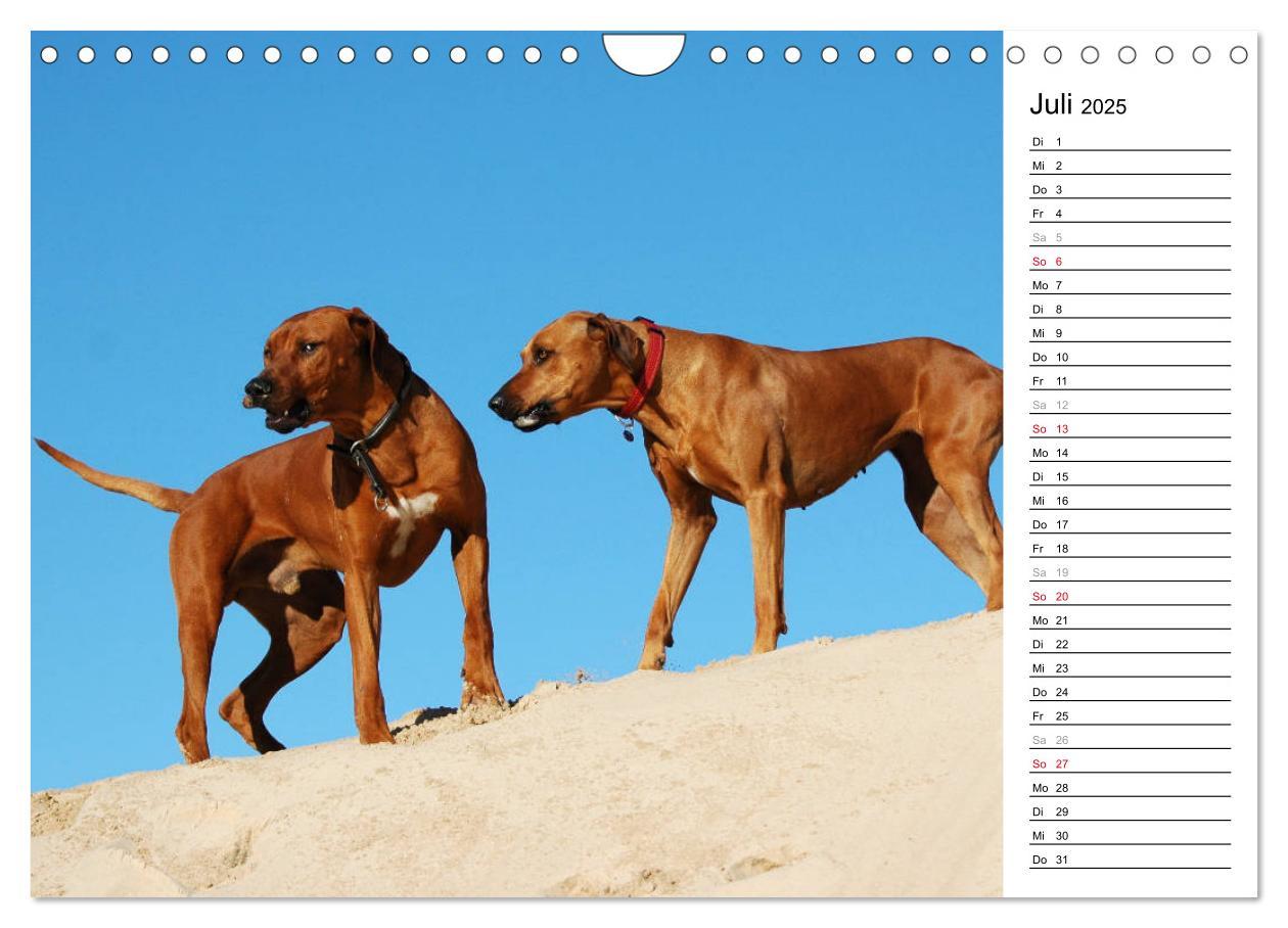 Bild: 9783435455195 | Rhodesian Ridgeback Terminkalender (Wandkalender 2025 DIN A4 quer),...