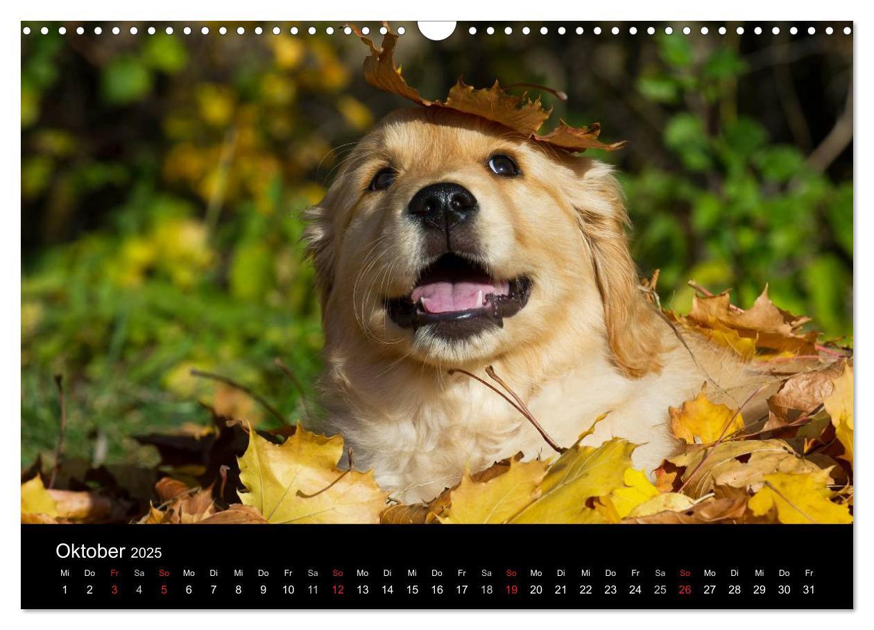 Bild: 9783435802050 | Golden Retriever - Ein Herz auf 4 Pfoten (Wandkalender 2025 DIN A3...