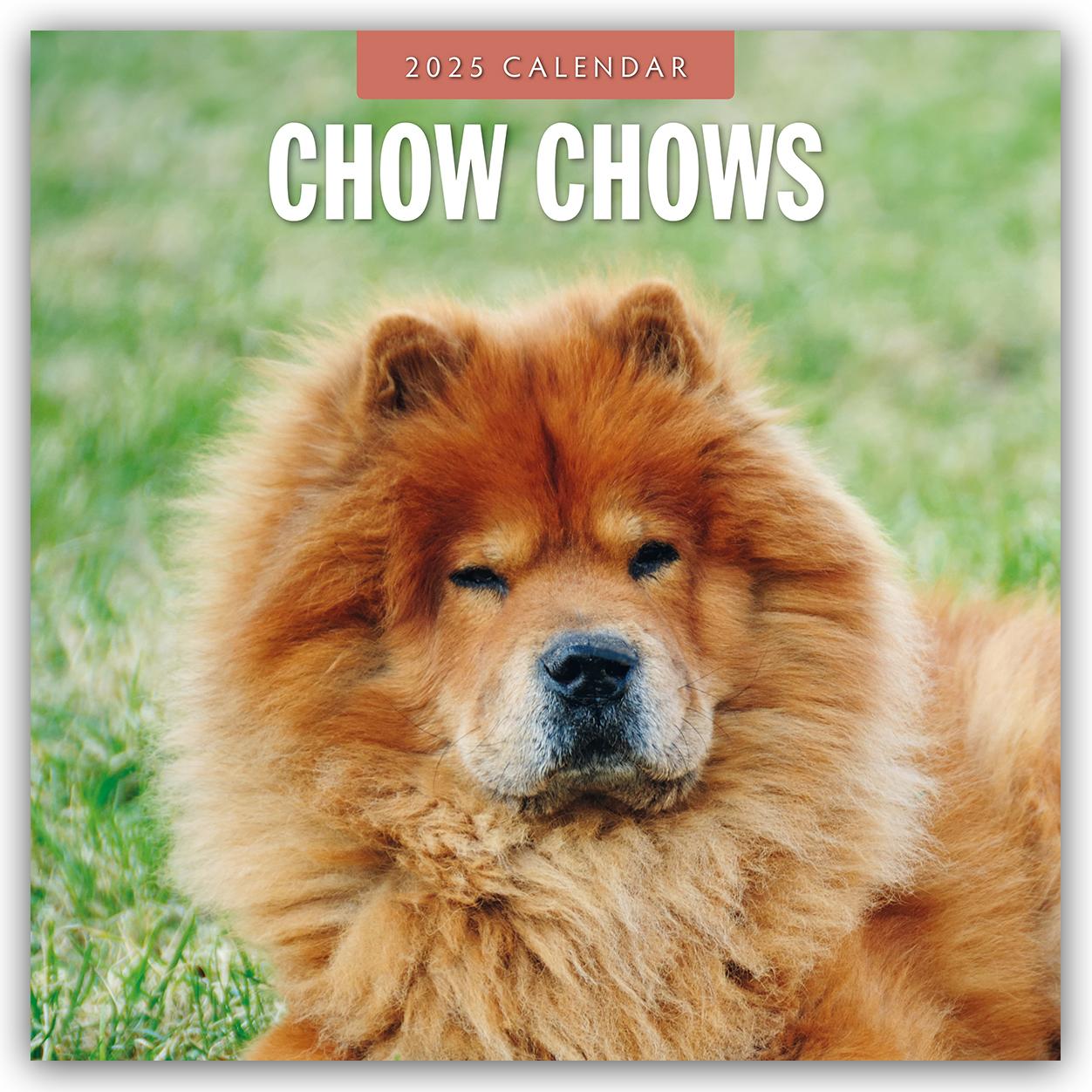 Cover: 9781804424483 | Chow Chows - Chow Chow 2025 - 16-Monatskalender | Robin Red | Kalender