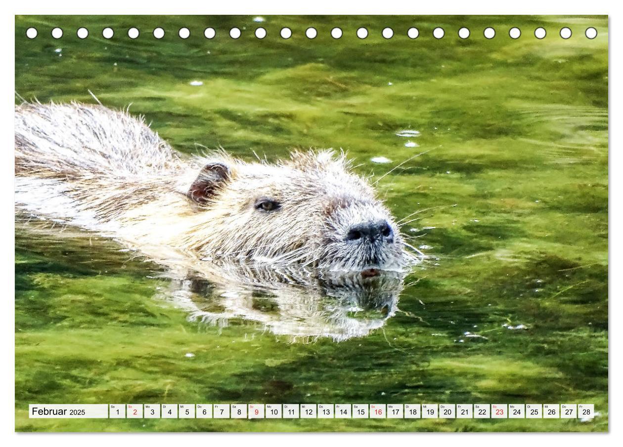 Bild: 9783435312436 | NUTRIA mit Nachwuchs (Tischkalender 2025 DIN A5 quer), CALVENDO...