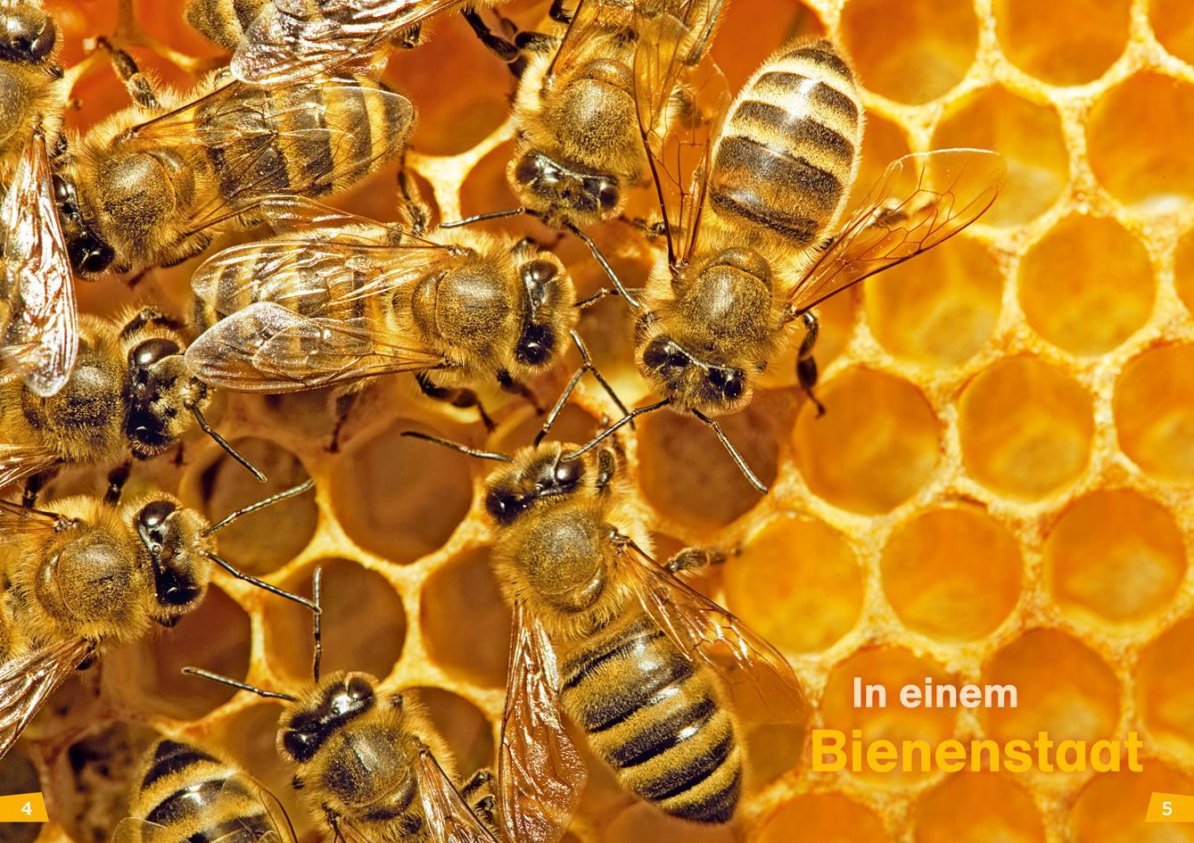 Bild: 9783788626433 | WAS IST WAS Erstes Lesen Band 5. Bienen | Christina Braun | Buch