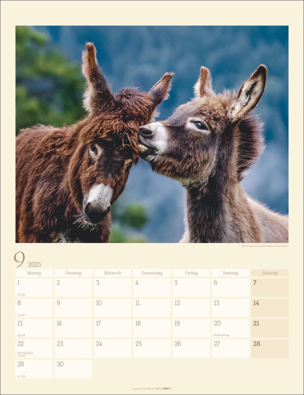 Bild: 9783839900451 | Esel Kalender 2025 | Kalender | Spiralbindung | 14 S. | Deutsch | 2025