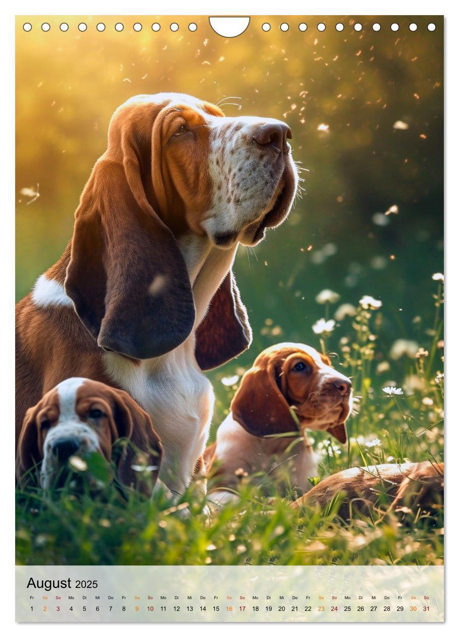 Bild: 9783383779855 | Basset Hound - freundlich und anhänglich (Wandkalender 2025 DIN A4...