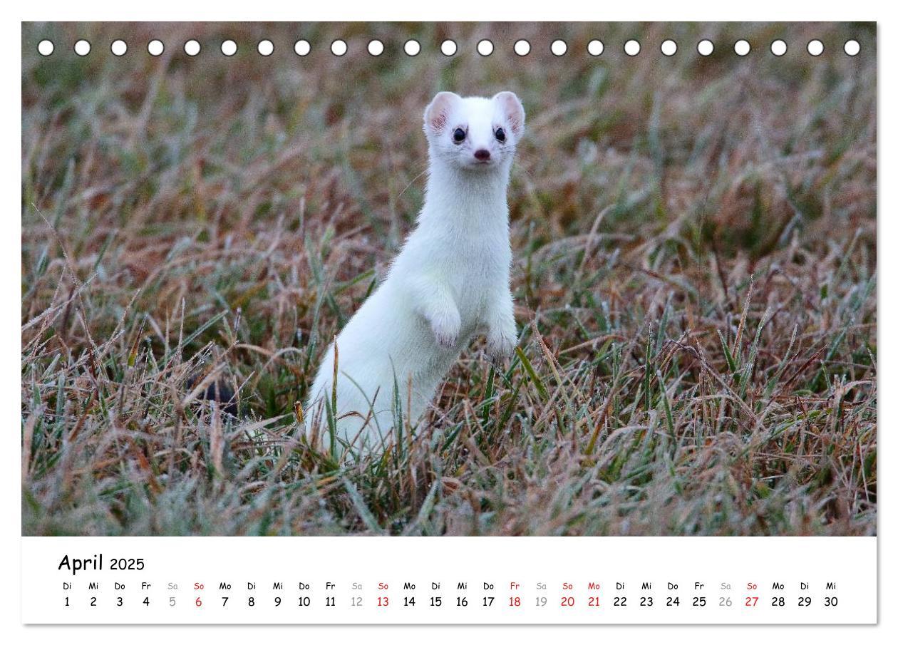 Bild: 9783435493548 | Hermelin - das wieselflinke Raubtier (Tischkalender 2025 DIN A5...