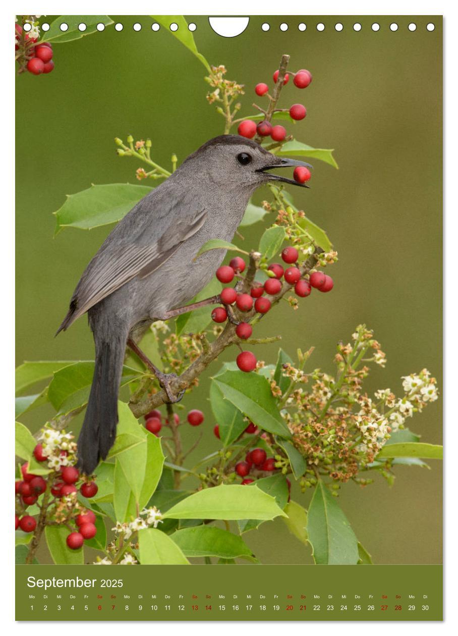 Bild: 9783435987801 | Singvögel USA (Wandkalender 2025 DIN A4 hoch), CALVENDO Monatskalender