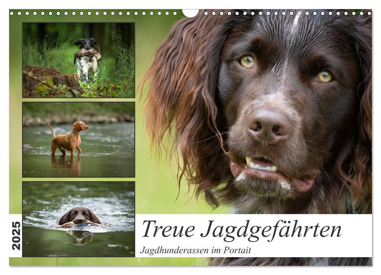 Cover: 9783457181430 | Treue Jagdgefährten - Jagdhunderassen im Portrait (Wandkalender...