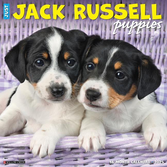 Cover: 9781549243547 | Just Jack Russell Puppies 2025 12 X 12 Wall Calendar | Press | 2025