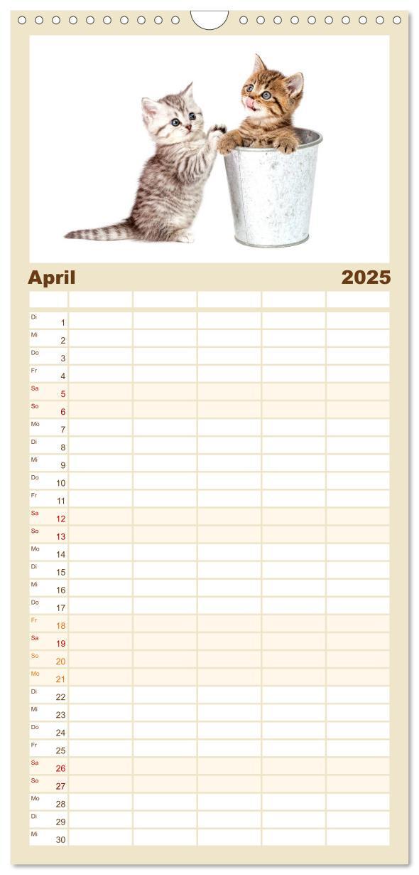 Bild: 9783457113851 | Familienplaner 2025 - Katzenbabys mit 5 Spalten (Wandkalender, 21 x...