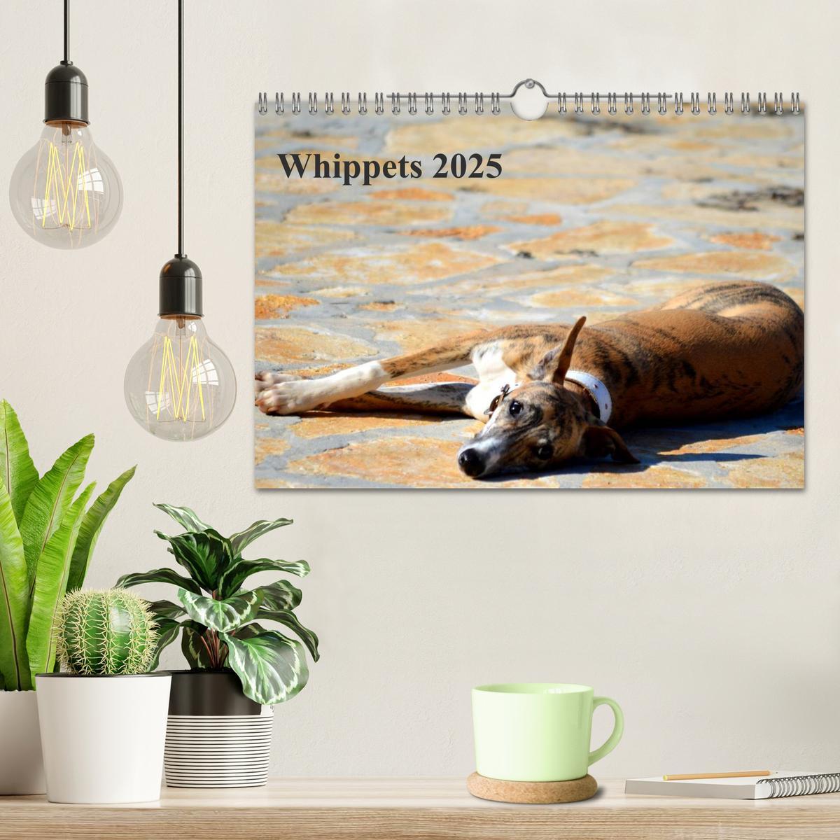 Bild: 9783435651290 | Whippet 2025 (Wandkalender 2025 DIN A4 quer), CALVENDO Monatskalender