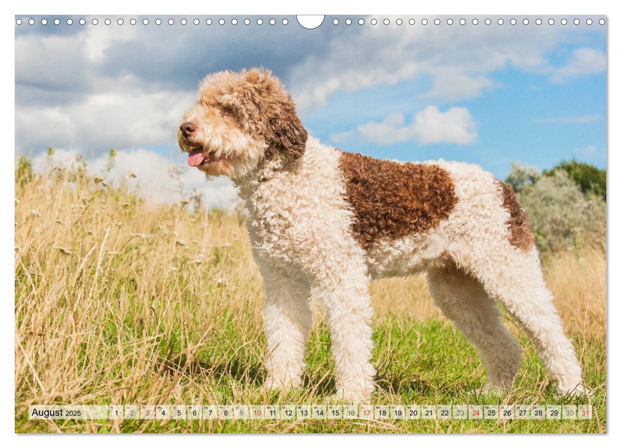 Bild: 9783435312399 | Lagotto Romagnolo - Ein Hund zum Verlieben (Wandkalender 2025 DIN...