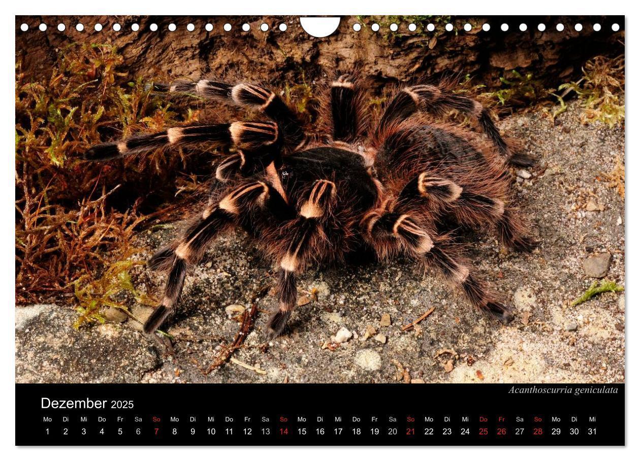 Bild: 9783435776313 | Vogelspinnen - Tarantulas (Wandkalender 2025 DIN A4 quer), CALVENDO...