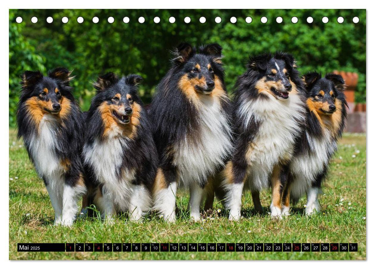 Bild: 9783435568758 | Traumhund Sheltie (Tischkalender 2025 DIN A5 quer), CALVENDO...