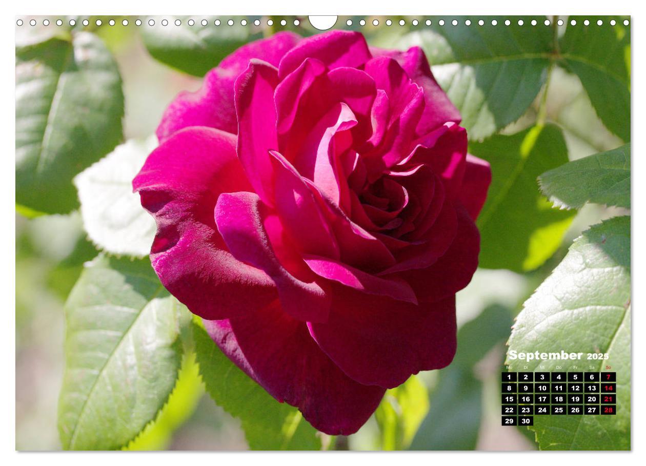 Bild: 9783435234851 | Magie der Rosen (Wandkalender 2025 DIN A3 quer), CALVENDO...