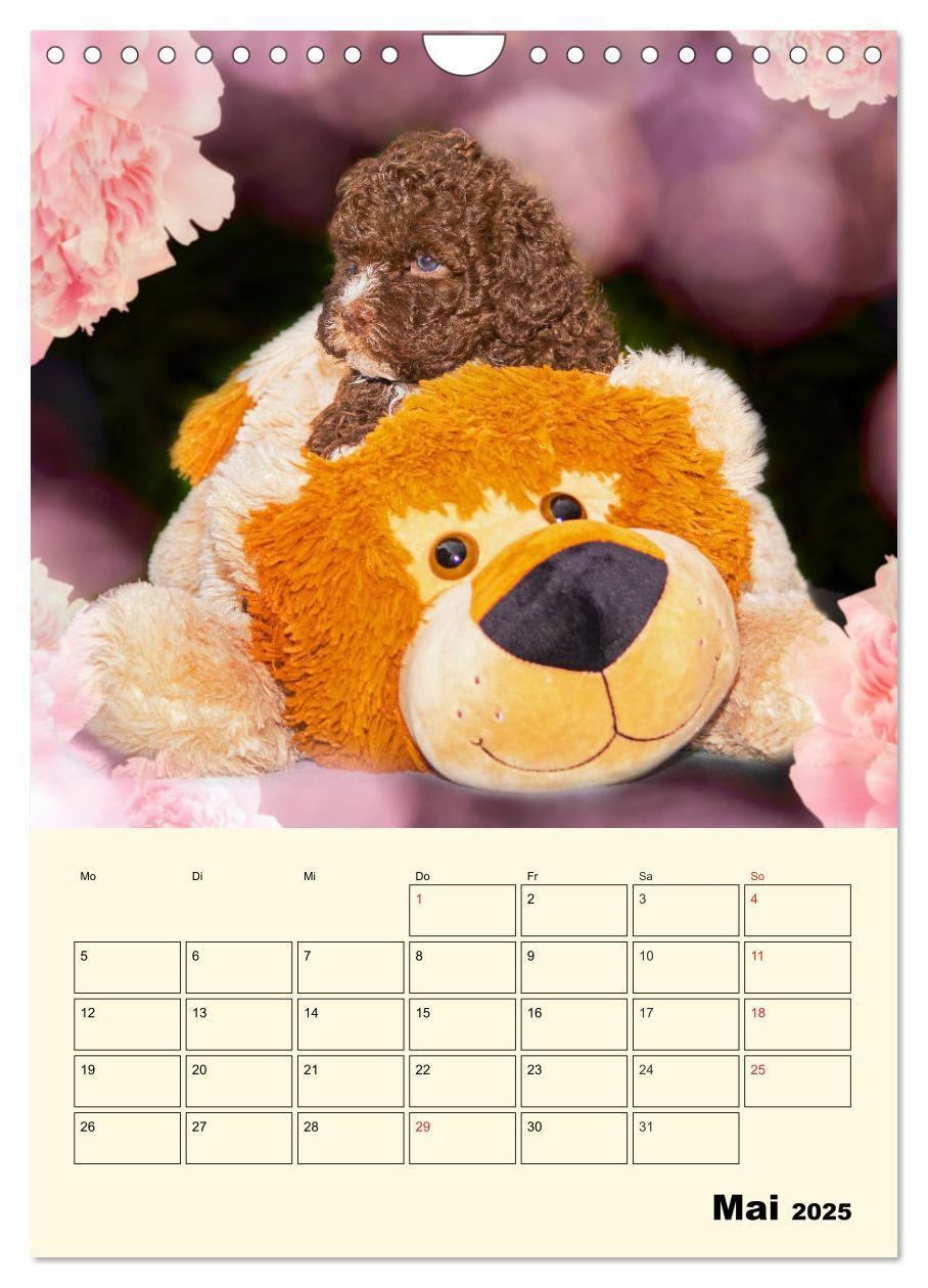 Bild: 9783435952618 | Jahresplaner Lagotto Romagnolo Welpen (Wandkalender 2025 DIN A4...