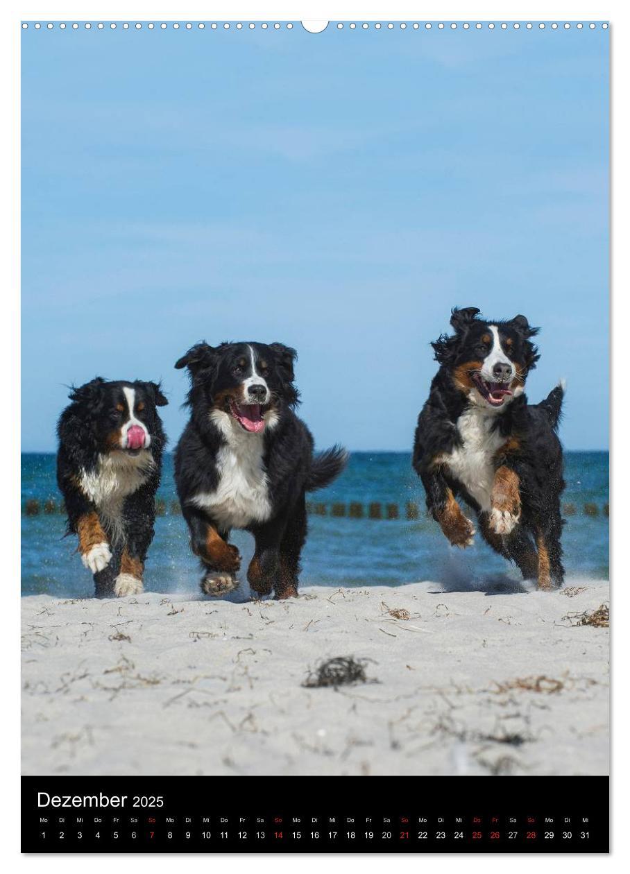 Bild: 9783457068830 | Berner Sennenhund 2025 (Wandkalender 2025 DIN A2 hoch), CALVENDO...