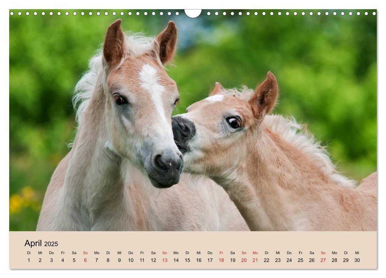 Bild: 9783435786213 | Haflinger Fohlen (Wandkalender 2025 DIN A3 quer), CALVENDO...