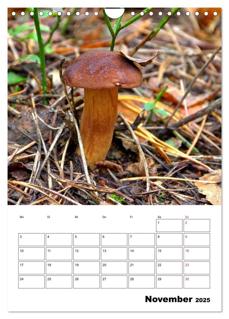 Bild: 9783457054857 | Heimische Waldpilze (Wandkalender 2025 DIN A4 hoch), CALVENDO...