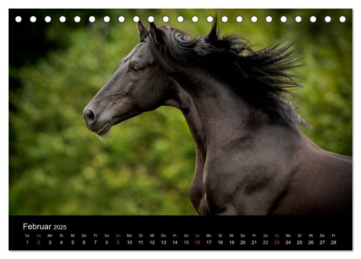 Bild: 9783435636907 | Spaniens stolze Pferde (Tischkalender 2025 DIN A5 quer), CALVENDO...