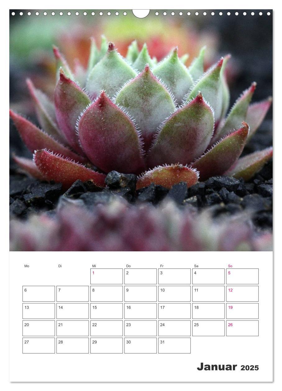 Bild: 9783457021675 | Ich liebe Sempervivum (Wandkalender 2025 DIN A3 hoch), CALVENDO...