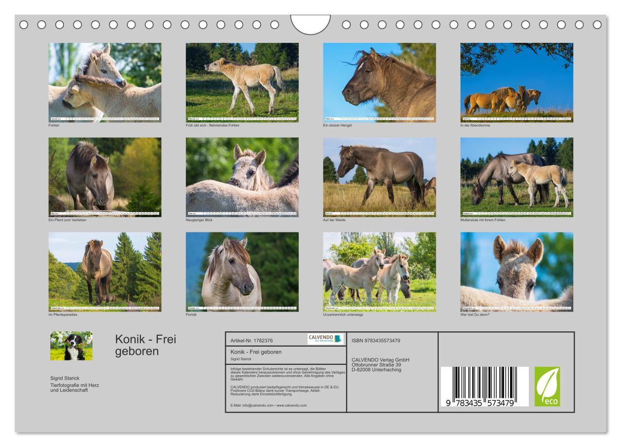 Bild: 9783435573479 | Konik - Frei geboren (Wandkalender 2025 DIN A4 quer), CALVENDO...