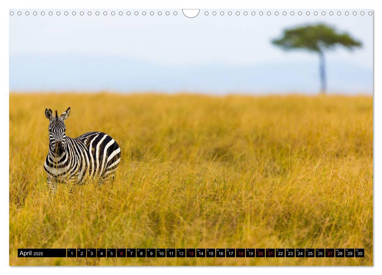 Bild: 9783435676583 | Masai Mara 2025 (Wandkalender 2025 DIN A3 quer), CALVENDO...