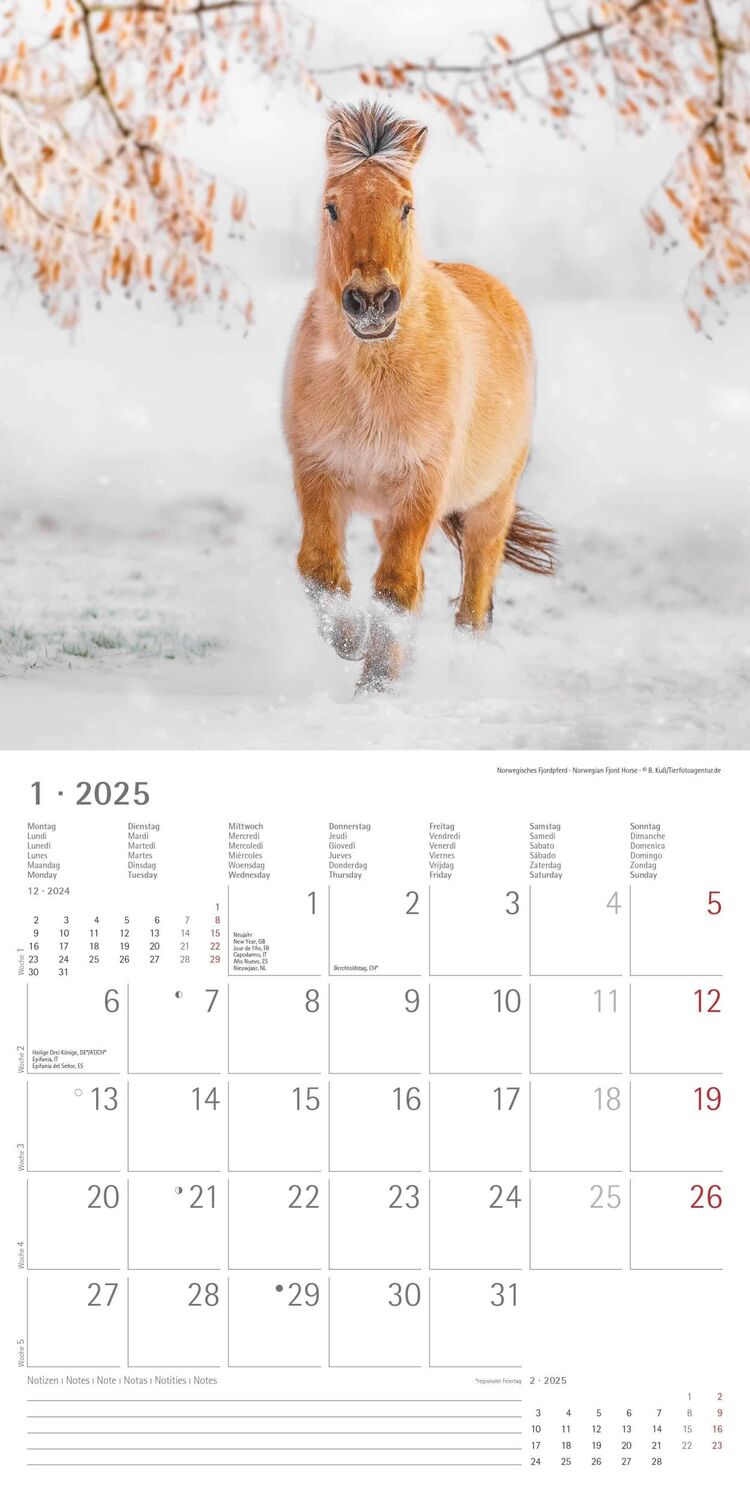 Bild: 4251732343040 | Ponys 2025 - Broschürenkalender 30x30 cm (30x60 geöffnet) -...