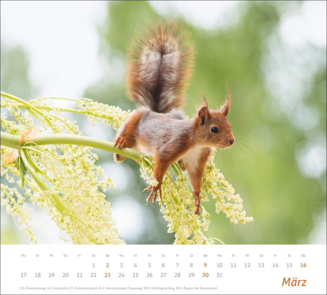 Bild: 9783756406869 | Eichhörnchen Bildkalender 2025 | Kalender | times&amp;more Kalender Heye