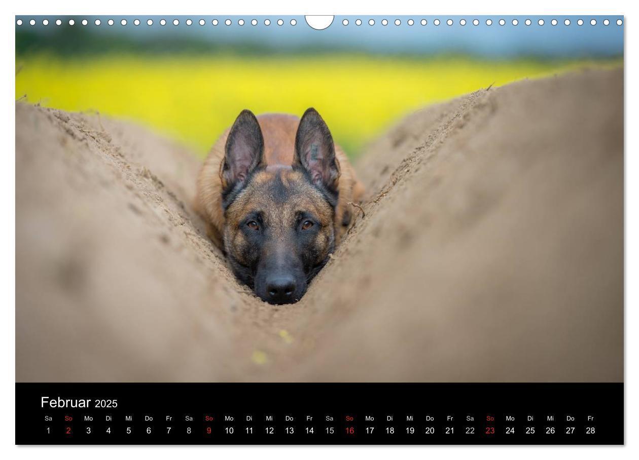 Bild: 9783435643127 | Belgischer Schäferhund - Der Malinois (Wandkalender 2025 DIN A3...