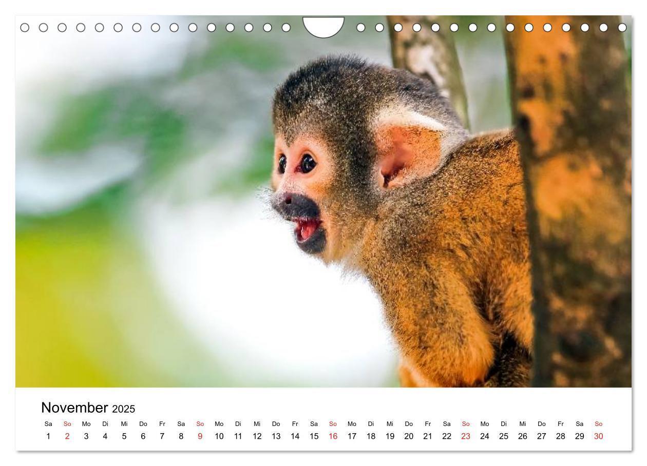 Bild: 9783435491100 | Totenkopfaffen (Wandkalender 2025 DIN A4 quer), CALVENDO...