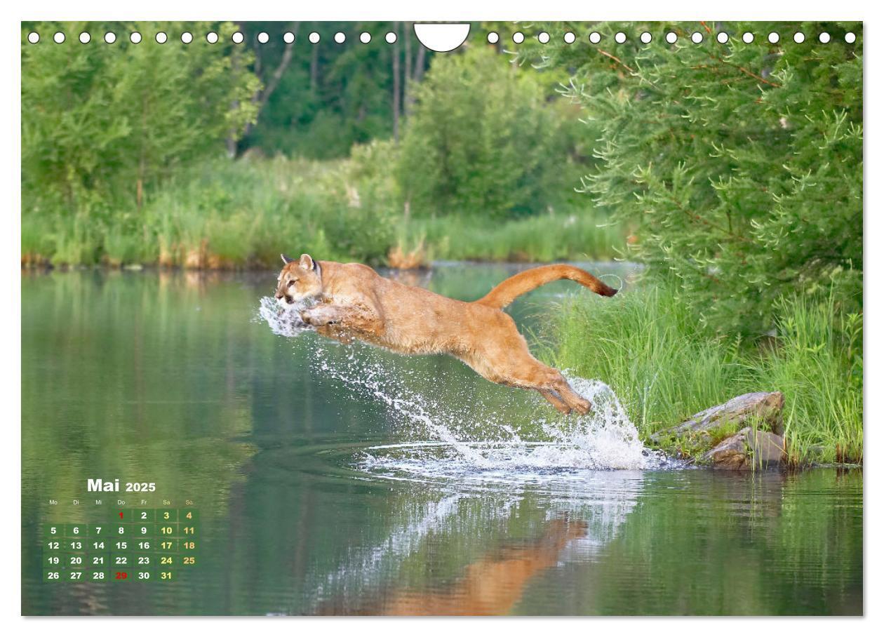 Bild: 9783383778032 | Puma: Auf leisen Pfoten (Wandkalender 2025 DIN A4 quer), CALVENDO...