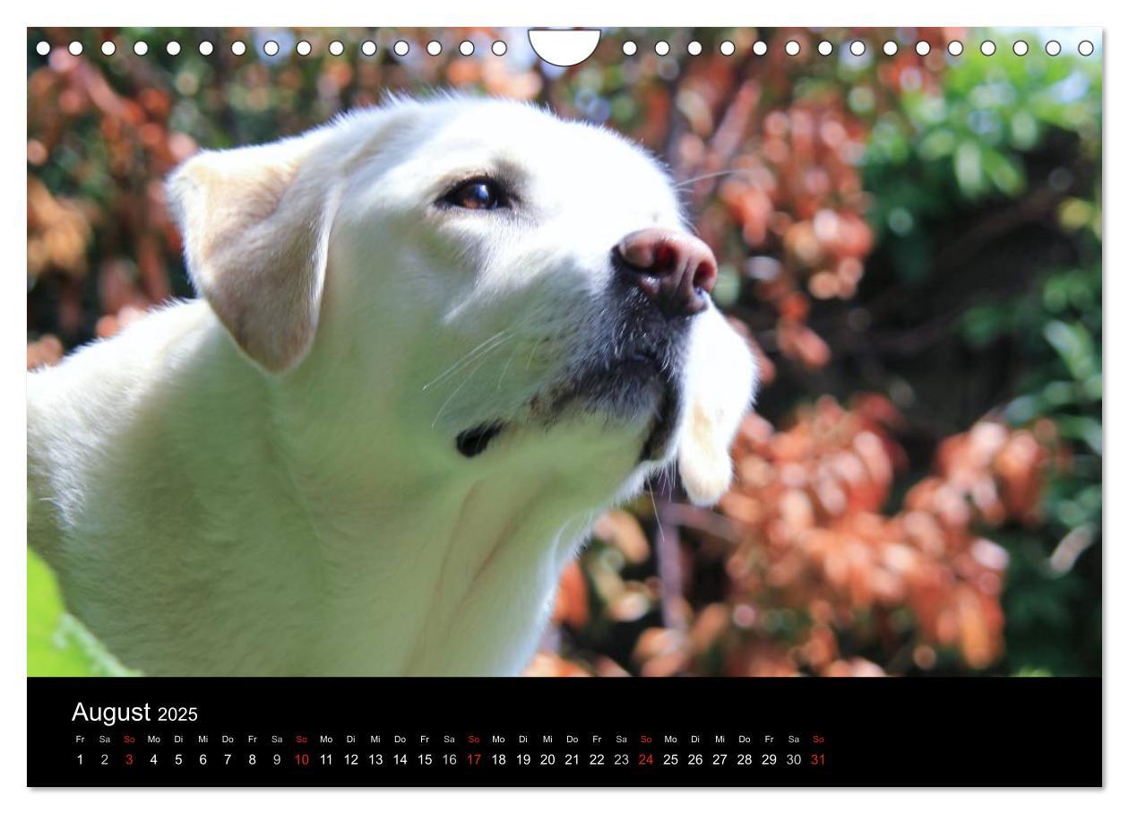 Bild: 9783435757114 | Labrador Retriever 2025 (Wandkalender 2025 DIN A4 quer), CALVENDO...