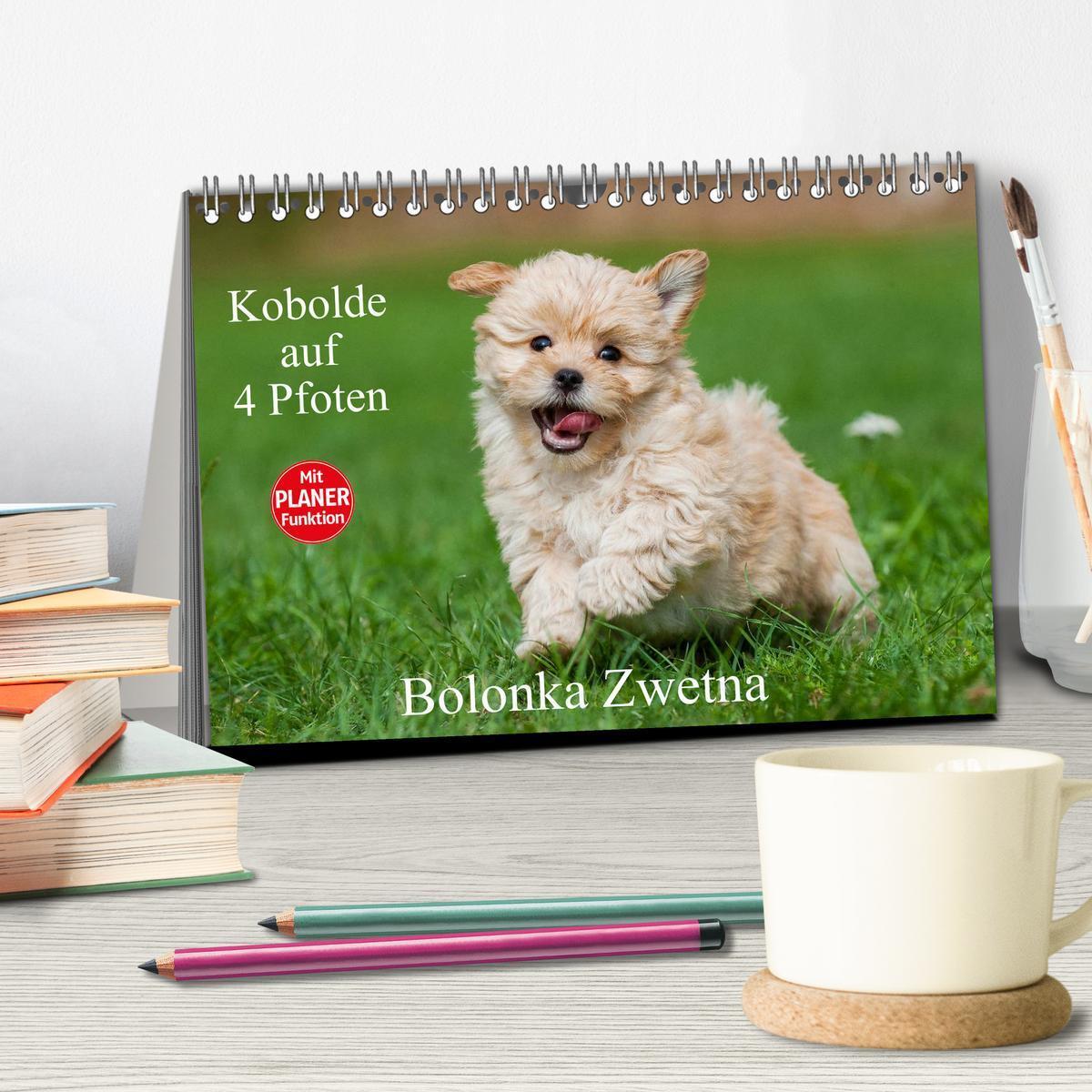 Bild: 9783435544486 | Kobolde auf 4 Pfoten - Bolonka Zwetna (Tischkalender 2025 DIN A5...