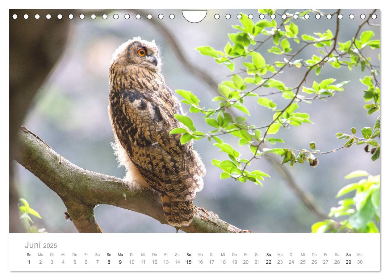 Bild: 9783435180240 | Vögel in Ost- und Norddeutschland 2025 (Wandkalender 2025 DIN A4...