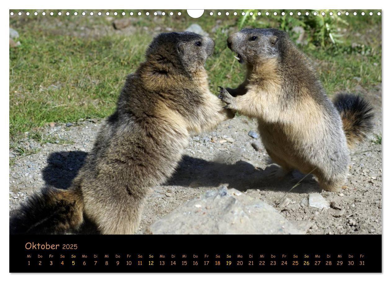 Bild: 9783435669356 | Wildlife - Verspielte Murmeltiere (Wandkalender 2025 DIN A3 quer),...