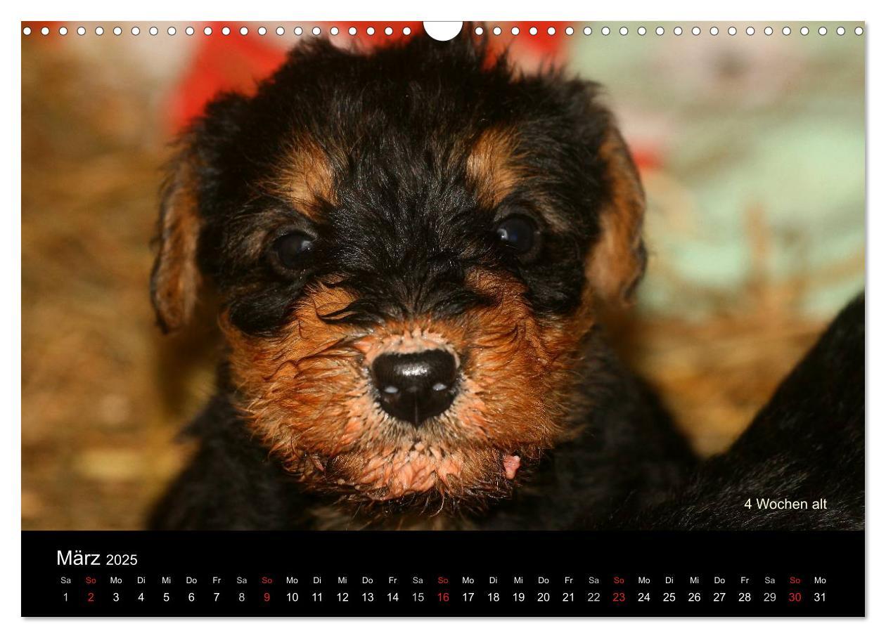 Bild: 9783435747290 | Airedale Terrier Welpen (Wandkalender 2025 DIN A3 quer), CALVENDO...