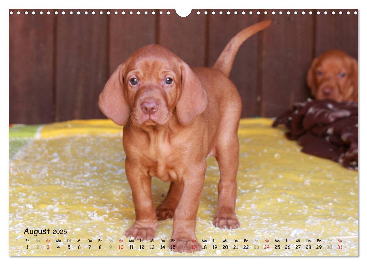 Bild: 9783435630356 | Magyar Vizsla - pure Lebensfreude (Wandkalender 2025 DIN A3 quer),...