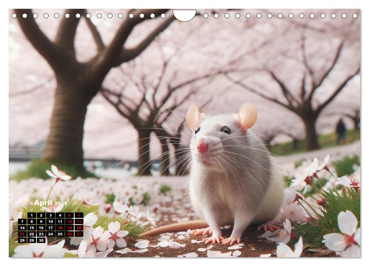 Bild: 9783383837357 | Lustige Ratten (Wandkalender 2025 DIN A4 quer), CALVENDO...