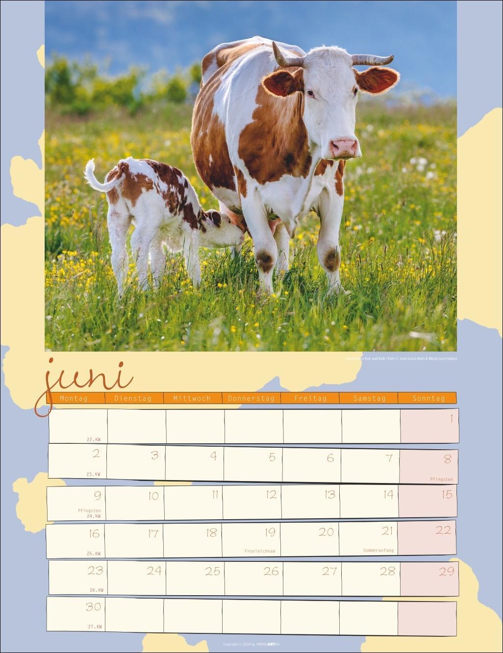 Bild: 9783839900734 | Kuh Kalender 2025 | Kalender | Spiralbindung | 14 S. | Deutsch | 2025